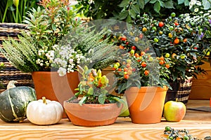 Orange nightshade berries and small paprika fruits in clay pots, greenhouse garden decor. Fresh natural vegetables in pots. Autumn