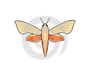 Orange nocturnal moth, butterfly and moth, logo design. Flying insects, nature, entomology and entomological, vector design