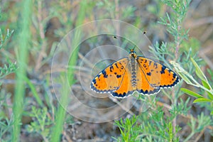 Orange nymphalidae butterfly