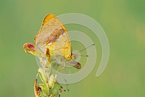 Orange nymphalidae butterfly