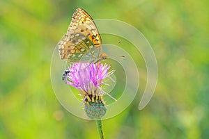 Orange nymphalidae butterfly