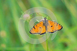 Orange nymphalidae butterfly