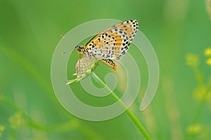 Orange nymphalidae butterfly