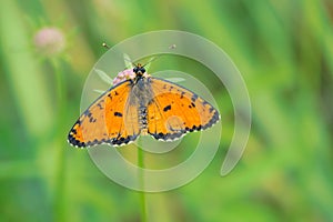 Orange nymphalidae butterfly