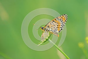 Orange nymphalidae butterfly