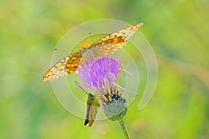 Orange nymphalidae butterfly photo