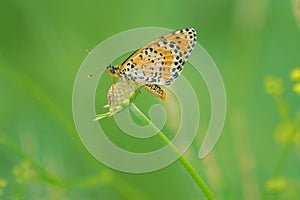 Orange nymphalidae butterfly photo