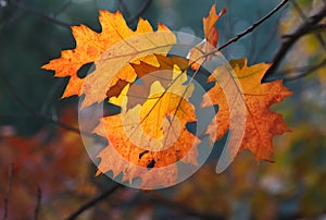 Orange oak autumn leaves