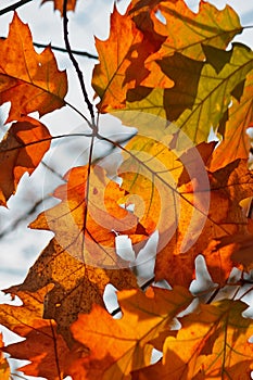 Orange oak autumn leaves background