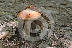 Orange oak bolete with stem, characteristically covered with the