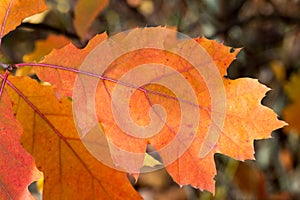 orange oak leaf closeup selective focus