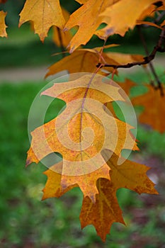 Orange oak leaf