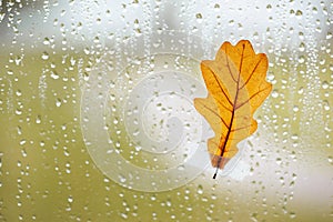 Orange oak leaf on window glass with rain drops in the autumn rainy day, season is fall