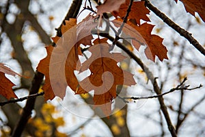 Orange oak leaves among branches during autumn in Sweden