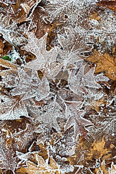 Orange oak leaves with hoar frost