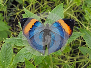 Orange Oakleaf butterfly