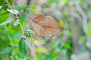 Orange oakleaf butterfly resting on lantana twig in the forest