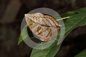 Orange oakleaf or dead leaf butterfly, Kallima inachus, perched on a leaf.