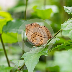 Orange oakleaf, Indian oakleaf or dead leaf, is a nymphalid butterfly