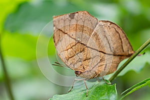 Orange oakleaf, Indian oakleaf or dead leaf, is a nymphalid butterfly