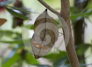 Orange oakleaf mimetic butterfly photo