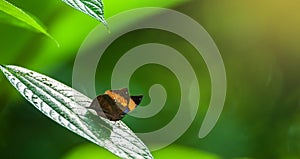 An Orange Oakleaf sunbathing on green leaf