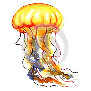 Orange Ocean Water Jellyfish, medusa, isolated, sea life, watercolor illustration