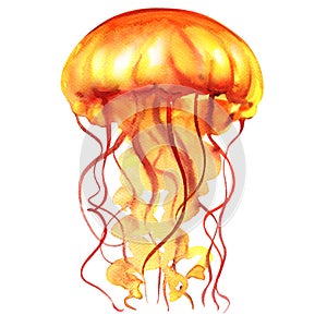 Orange Ocean Water Jellyfish, medusa, isolated, sea life, watercolor illustration