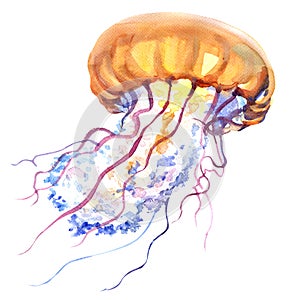 Orange Ocean Water Jellyfish, medusa, , sea life, watercolor illustration