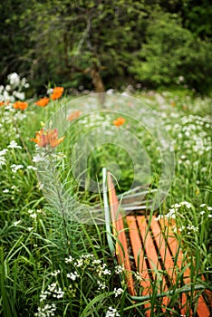 Orange old bench in a wild garden with lilies, wild carrot flowers