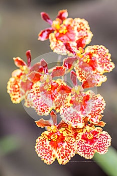 Orange Oncidium orchid.