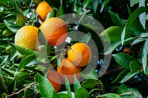 An orange tree with orange fruit and green leaves. photo