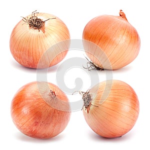 Orange onion vegetable