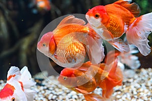 Orange oranda goldfish in aquarium