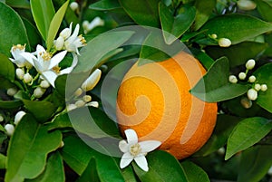 Orange and orange blossom