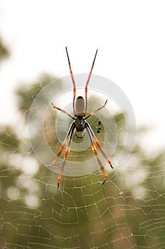 Orange orb spider in web