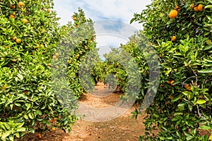 Orange Orchard in Alzira Spain photo