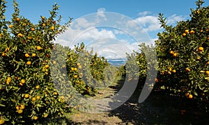 Orange orchard in Greece