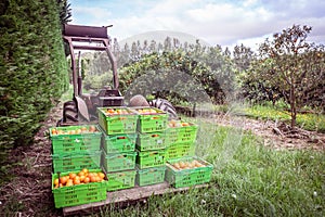 Orange orchard in Kerikeri, Northland, New Zealand NZ - harvest