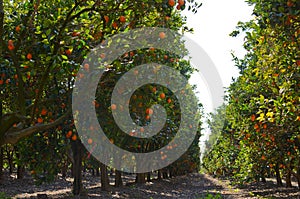 Orange orchard photo