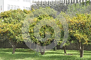 Orange orchard in Porto