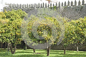 Orange orchard in Porto