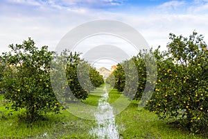 Orange Orchard, Turkey