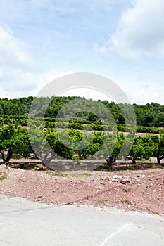 Orange orchard, Valencia Spain