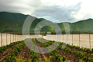 Orange orchards at Elqui Valley photo