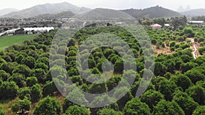 Orange orchards. Farm and plantation of fruit trees. Citrus tree plantation. Young fruit trees growing under summer sun. Agricultu