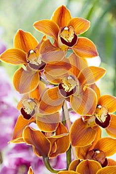 Orange orchid