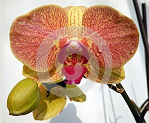 Orange orchid