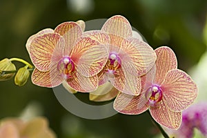 Orange Orchid