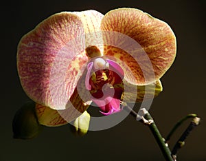 Orange orchid on black